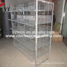 Design Layer Quail Cages for Zambia Farm